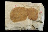 Two Fossil Leaves (Zizyphoides & Ficus) - Montana #165040-1